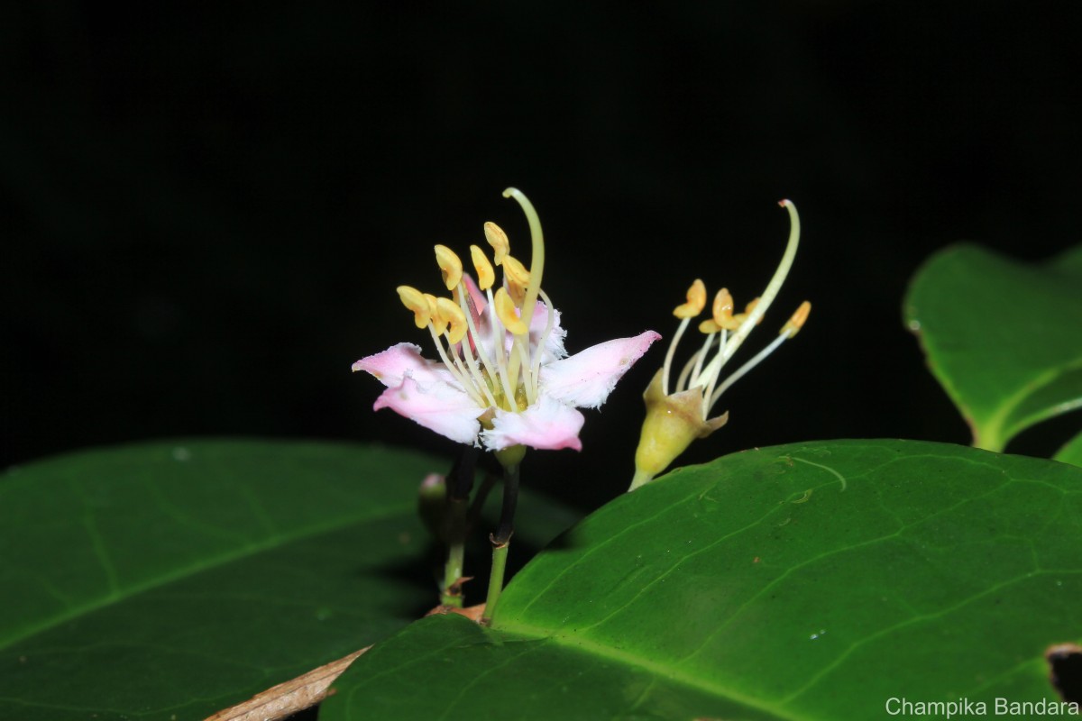 Mouriri guianensis Aubl.